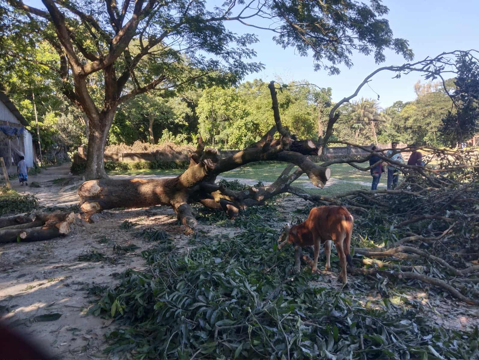 কুলিয়ারচরে সরকারি জমির তিনটি গাছ কাটার অভিযোগ