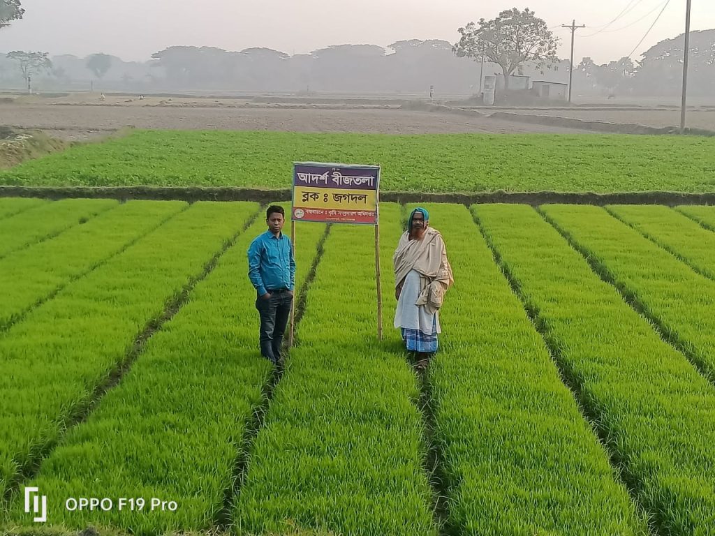 হোসেনপুরে সাড়া ফেলেছে আদর্শ বীজতলা
