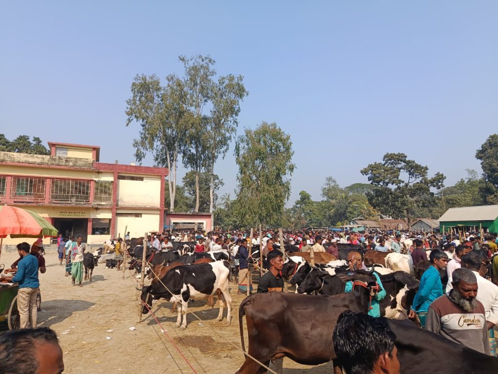 দেড়যুগ ধরে স্কুল-ইউনিয়ন পরিষদ চত্বরে গরুর হাট, ব্যাহত শিক্ষা কার্যক্রম ও নাগরিক সেবা