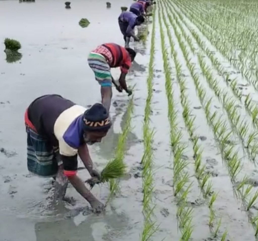 হোসেনপুরে শীত উপেক্ষা করে বোরো আবাদে ব্যস্ত কৃষক