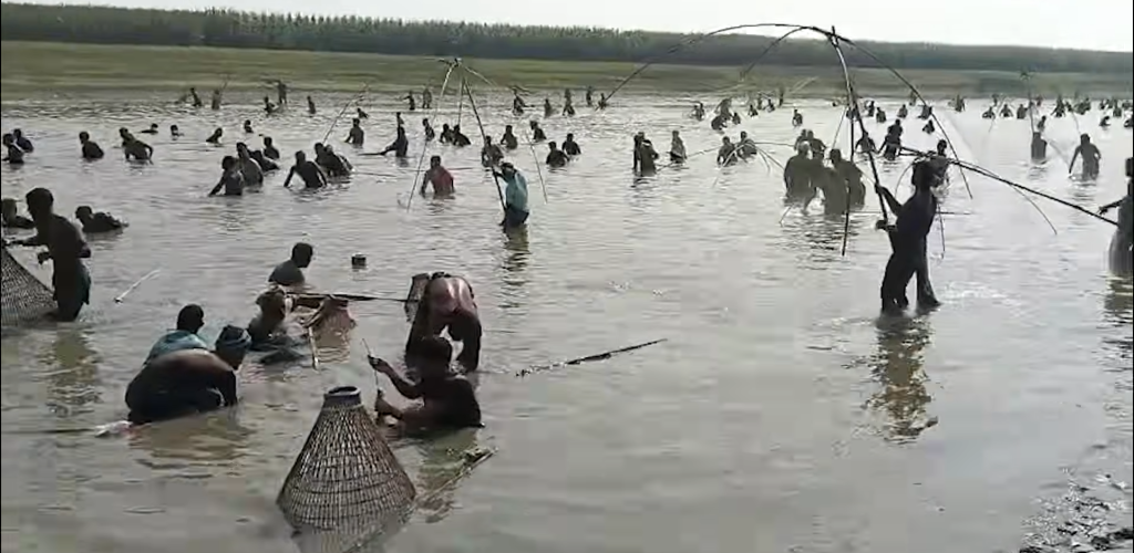 মাছ শিকার আর আনন্দে ভরা হাওড়ের পলো বাওয়া উৎসব