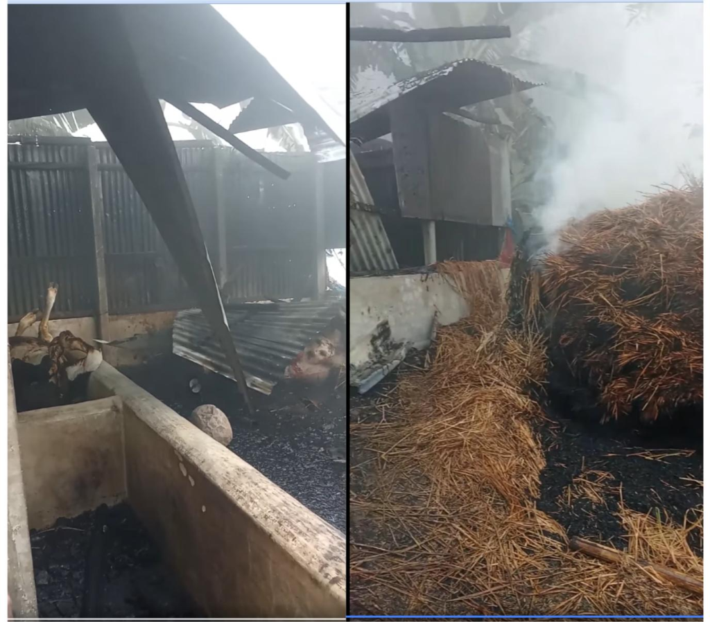 এক রাতেই শেষ স্বপ্নের খামার, তাড়াইলে অগ্নিকাণ্ডে সর্বস্বান্ত খামারী