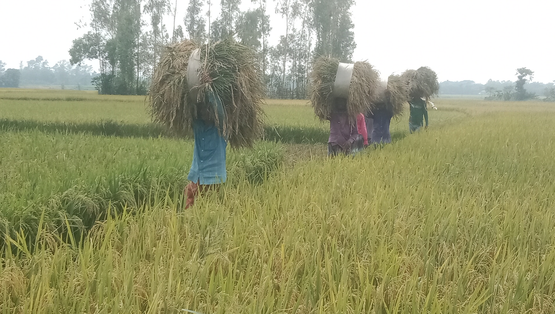 বাম্পার ফলনেও স্বস্তি নেই, শ্রমিক মজুরি ও দামে দুশ্চিন্তা