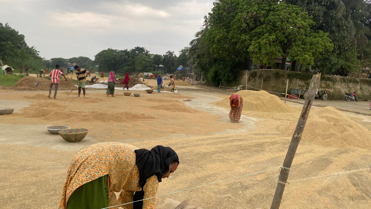 কিশোরগঞ্জে বোরো ধানের বাম্পার ফলন, তবু ন্যায্যমূল্য না পেয়ে হতাশ কৃষক