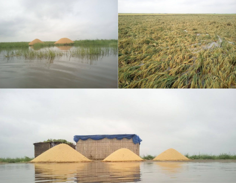 বৃষ্টির থাবায় হাওরের কৃষকের স্বপ্ন ডুবছে, বোরো ধান তলিয়ে ব্যাপক ক্ষতি