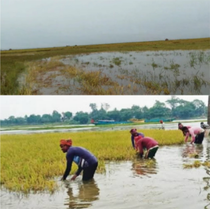অতিবৃষ্টিতে নিকলীর হাওর তলিয়ে যাচ্ছে, শ্রমিক সংকটে ধান কাটায় চরম বিপাকে কৃষক