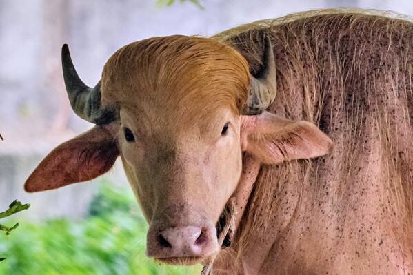 ভাইরাল ‘ডোনাল্ড ট্রাম্প’-এর নতুন বাসা সাভারে