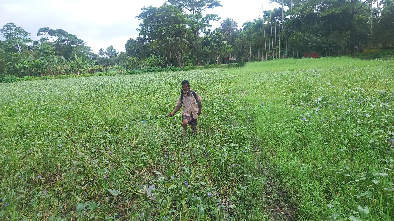 হোসেনপুরে আগাছানাশকের অতিরিক্ত ব্যবহারে হুমকিতে জীববৈচিত্র্য