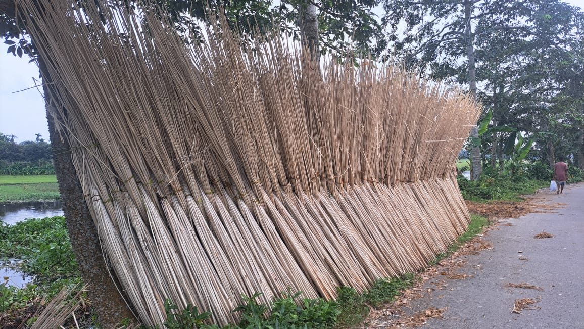কটিয়াদীতে বাম্পার ফলন, মণপ্রতি ৪ হাজার টাকার বেশি দামে বিক্রি হচ্ছে পাট