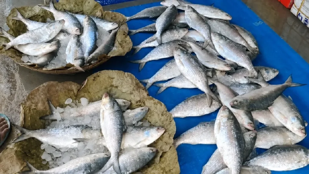 চাঁদপুরে ইলিশের আমদানি বাড়ায় কমেছে দাম
