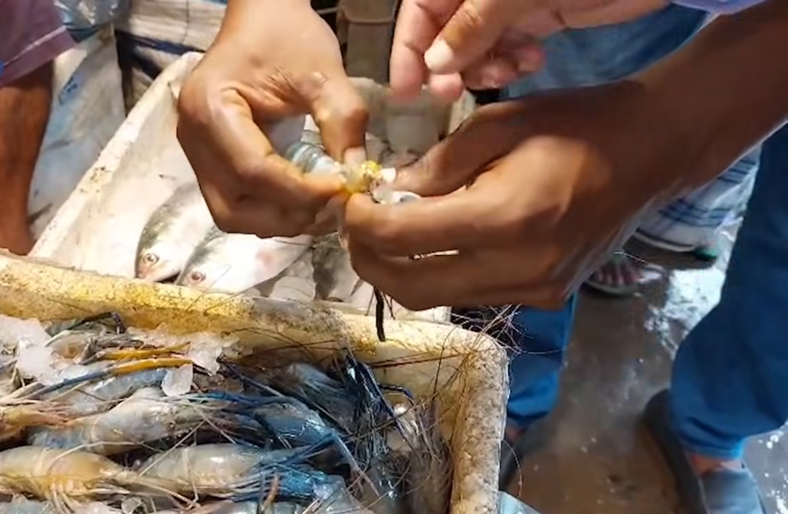 ভৈরবে জেলি মেশানো চিংড়ি বিক্রি, তিন আড়তদারকে জরিমানা