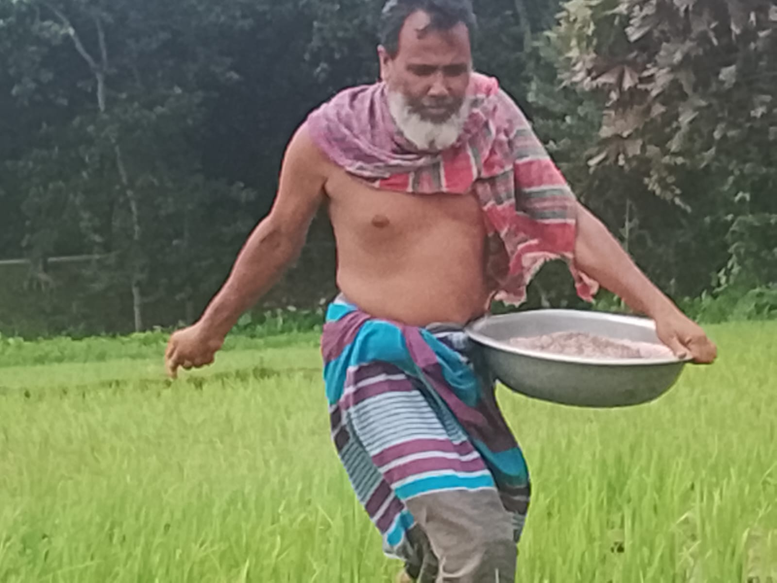 তাড়াইলে সারের জন্য কৃষকের ছোটাছুটি, কোথাও সংকট- কোথাও বেশি দাম