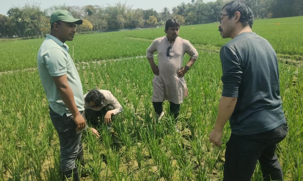 চৌগাছার ধানে আর্সেনিকের শঙ্কা, নিরাপদ চাষে নতুন পদ্ধতি